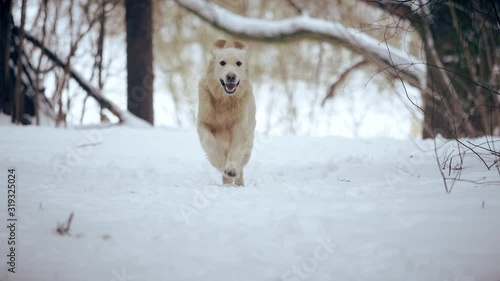 Running through the forest of golden retriever. Slow motion on camera.