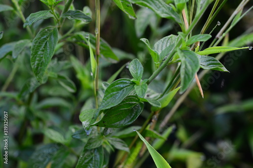  Background of native plants of the mountains of Colombia