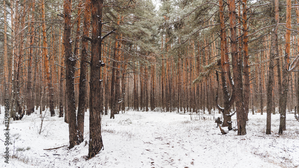 Winter in the forest. Winter mixed forest covered by snow hoarfrost. Wintry landscape.