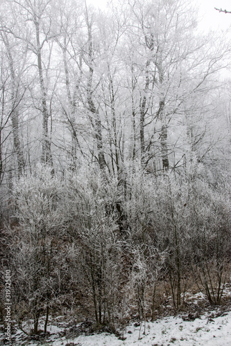 Frosted trees in forest at morning fog