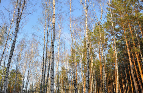 View of birch trunks and pines from bottom to top on a sunny bright spring day