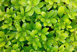 Green succulent foliage of a bush. Background