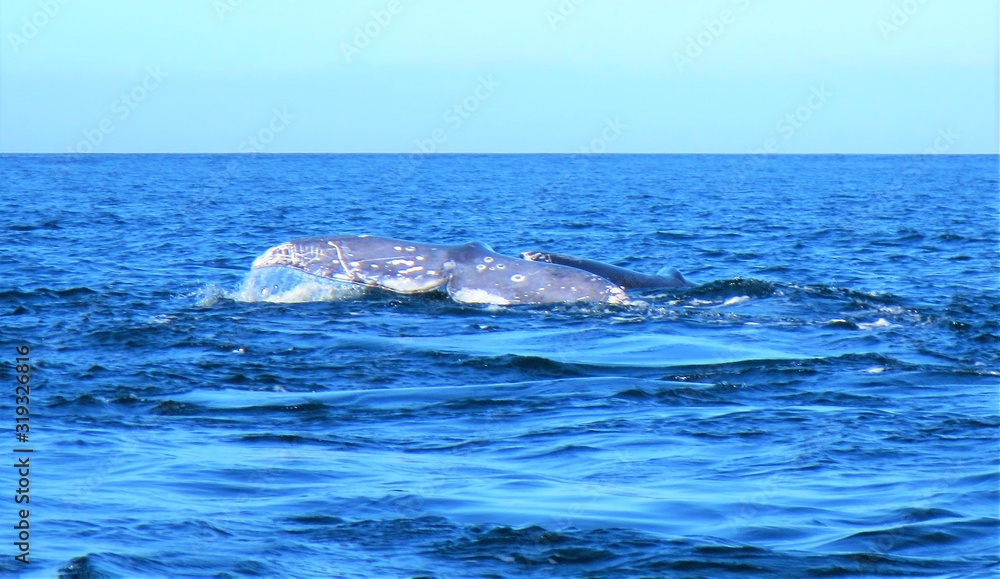 Fototapeta premium Whales off Baja, Mexico