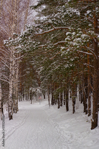 Pine forest, winter birch, ski trail