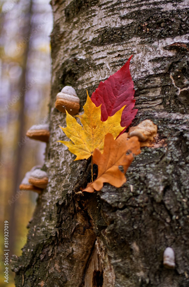 Birch autumn leaves composition