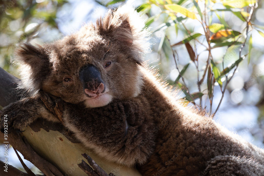 Fototapeta premium Close up of sleepy, back lit wild koala bear resting in eucalyptus mallee tree in South Australia.