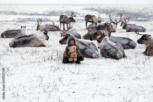 Billede på lærred Reindeers migrate for a best grazing in the tundra nearby of polar circle in a cold winter day