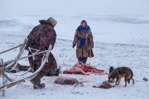 Billede på lærred The extreme north, Yamal, the preparation of deer meat, remove the hide from the