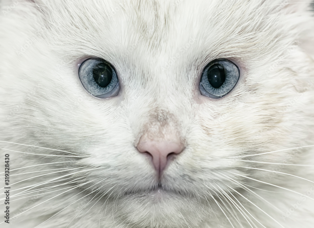 Close-up image of a white cat