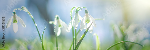 Tableau sur toile Galanthus, snowdrop flowers