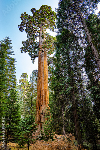 An isolated sequoia tree stabnds out in the famous Grant Grove of Kings Canyon National Park © TomR