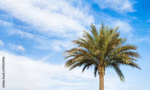 palm tropic landscape south scenic view summer time sunny weather day with vivid blue sky white clouds outdoor background wallpaper pattern space tourism and vacation theme copy space for your text