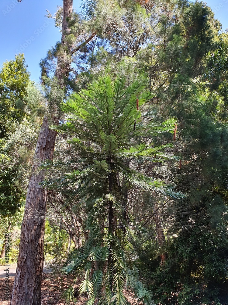 Fototapeta premium tree in the garden