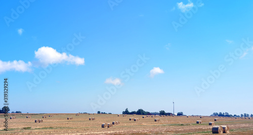 Summer at the countryside in the South of Sweden  Sk    ne. Harvest is drying the old way on the field.