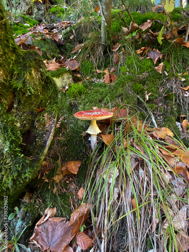 Amanita muscaria in forest commonly known as the fly agaric or fly amanita, is a basidiomycete of the genus Amanita