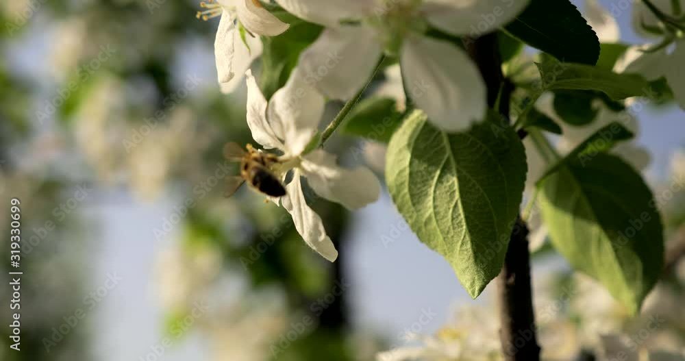 Flying Honeybee. Bee On Apple Tree Blossom In Backyard Garden. Spring Sunny Morning Sunlight Beams Flying Honeybee. Bee On Apple Tree Blossom In Backyard Garden. Spring Sunny Morning Sunlight Beams