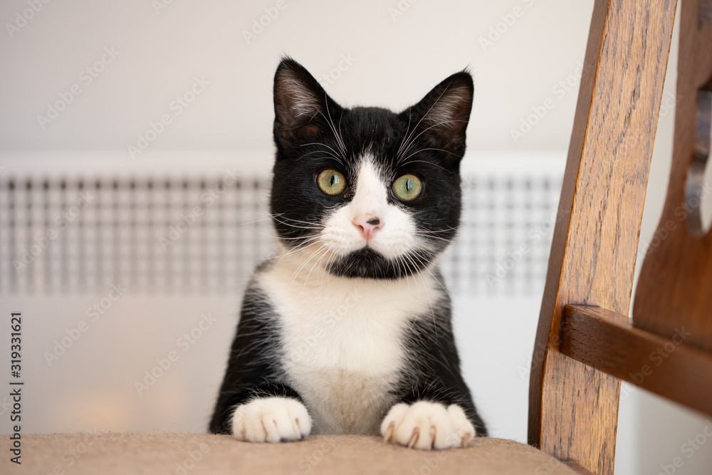 Cute black and white cat with paws up on a chair