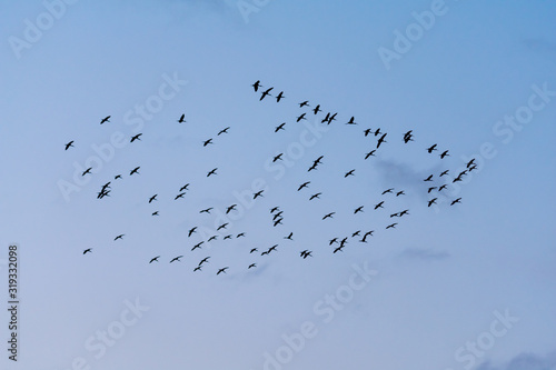 flock of birds flying in blue sky