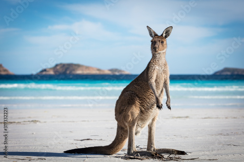 A single kangaroo on the beach at Lucky Bay in the Cape Le Grand National Park, near Esperance, Western Australia photo