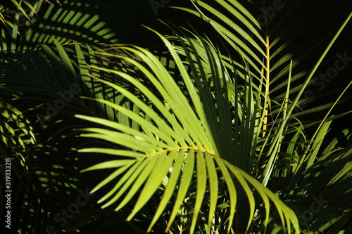 Folhas de Palmeira em fundo escuro