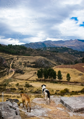 dogs on a mountain in peru