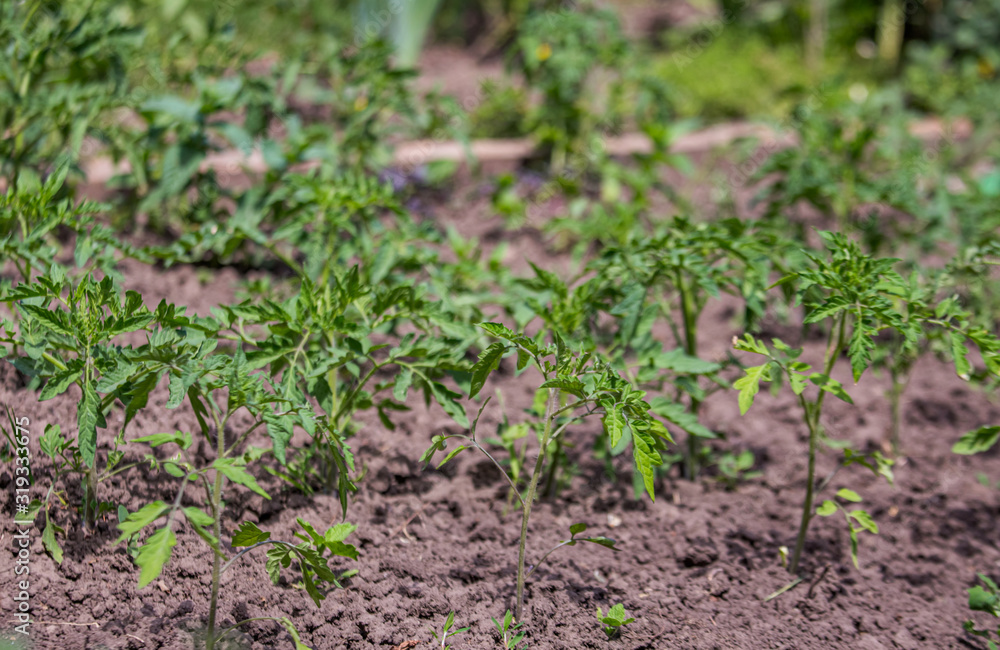 Growing tomatoes on bed in a raw in the field in the spring. green seedling of tomatoes growing out of soil. Densely planted young tomato plants ready for planting. Growing tomatoes on bed in a raw in the field in the spring. green seedling of tomatoes growing out of soil. Densely planted young tomato plants ready for planting.