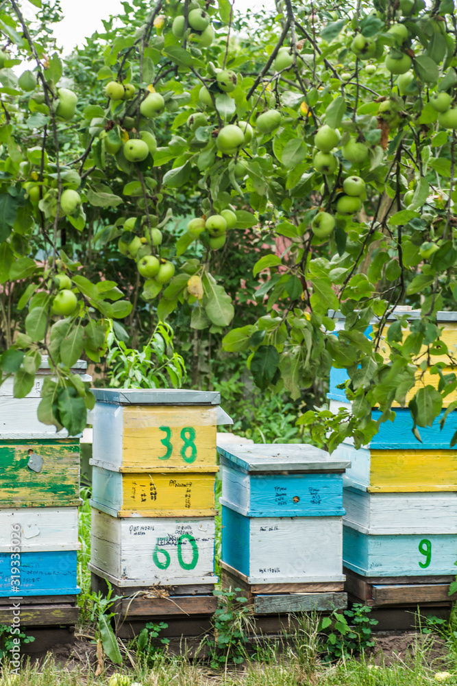 number of hives against background of branches of apple trees with green apples. Paseka with honey bees in garden. number of hives against background of branches of apple trees with green apples. Paseka with honey bees in garden.