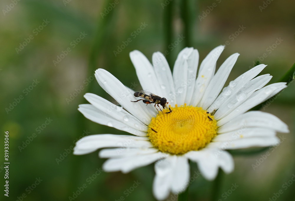 Fototapeta premium bee on camomile
