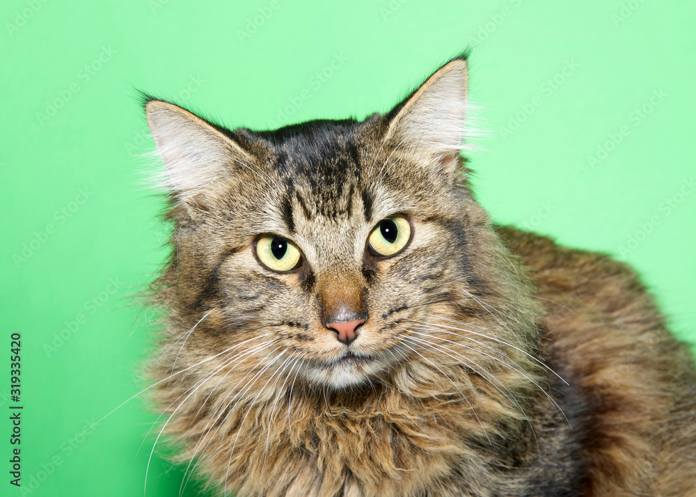 Close up portrait of a long haired brown and gray tabby cat with greenish yellow eyes looking at viewer. Green background.