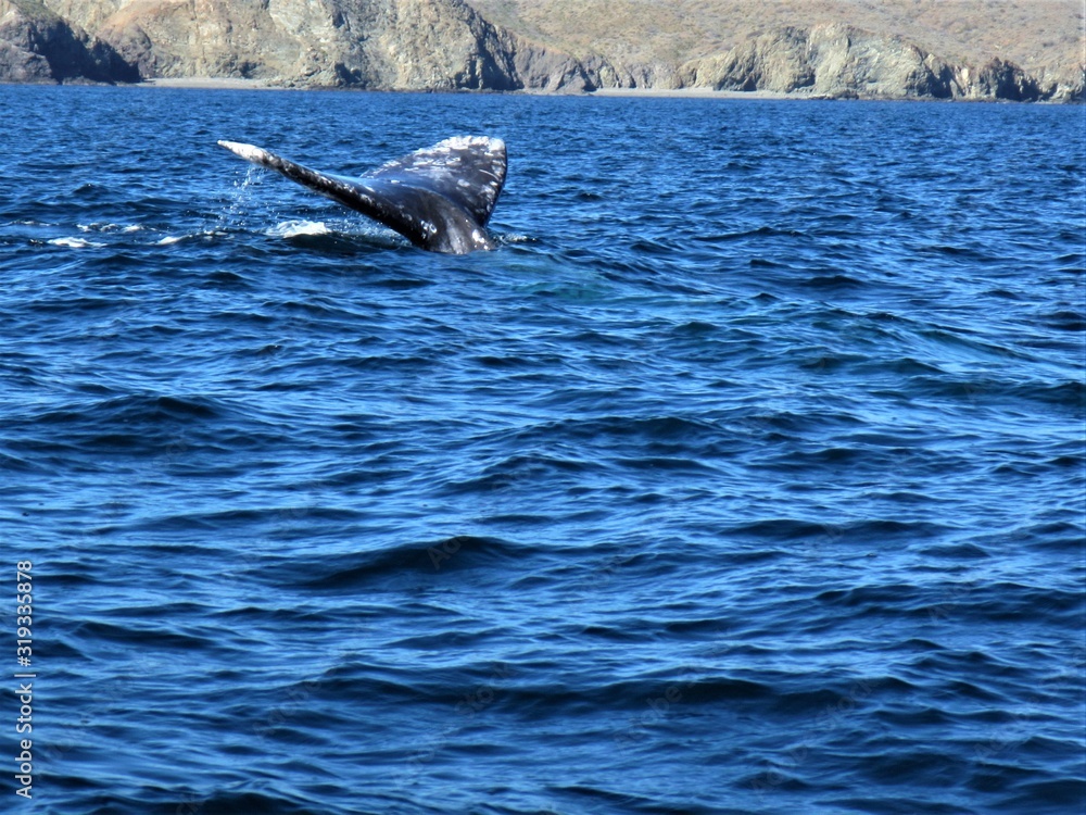 Fototapeta premium Whales off Baja, Mexico