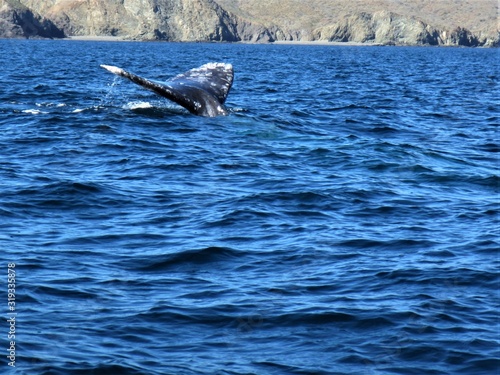 Whales off Baja, Mexico