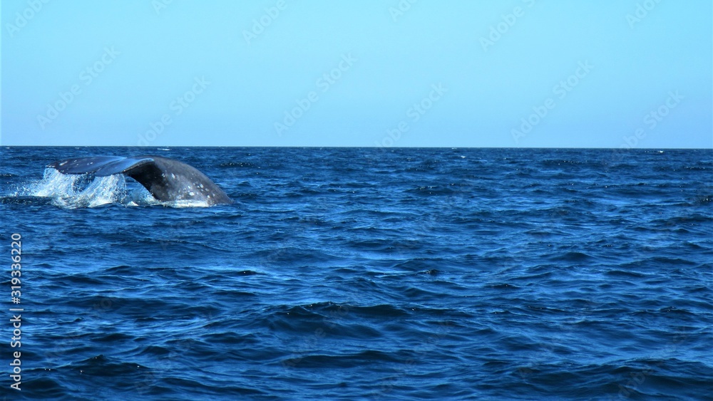 Fototapeta premium whales in Mexican waters