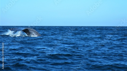 whales in  Mexican waters © Marcy
