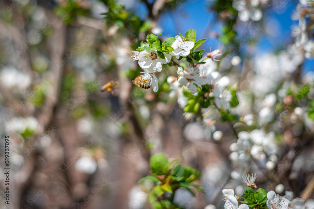 blooming apple tree in spring blooming apple tree in spring
