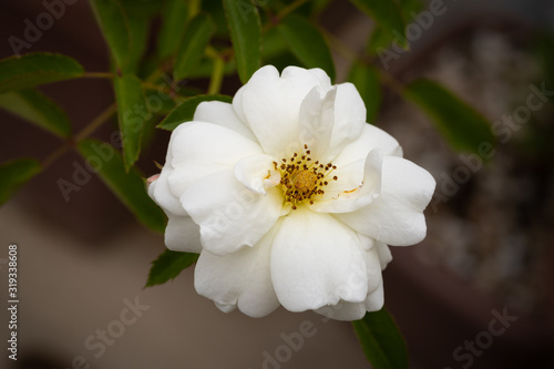 White rose