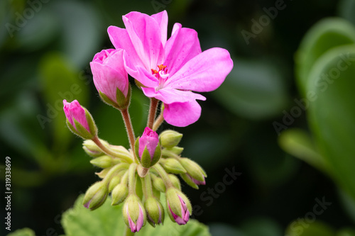  Pink geranium flower