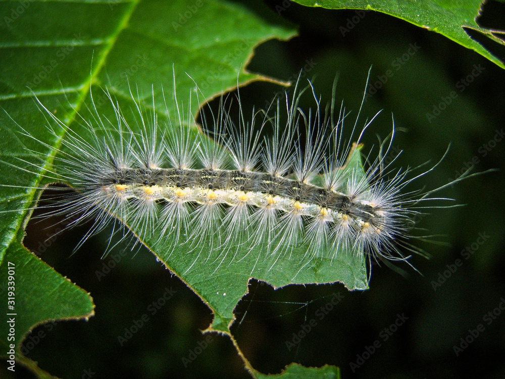 A family of harmful caterpillars eat the leaves of a tree. Hairy pest caterpillars eat green leaves.