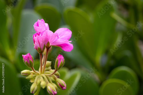 Pink geranium flower