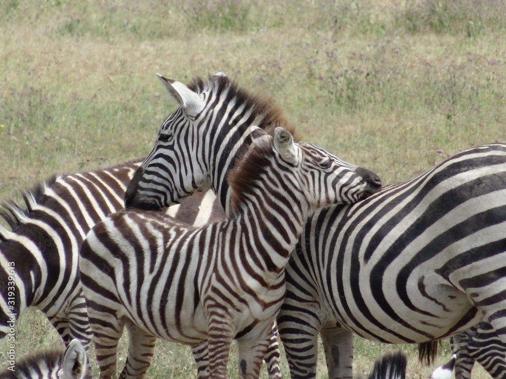Beautiful affectionate zebras cuddling on African Savannah Beautiful affectionate zebras cuddling on African Savannah