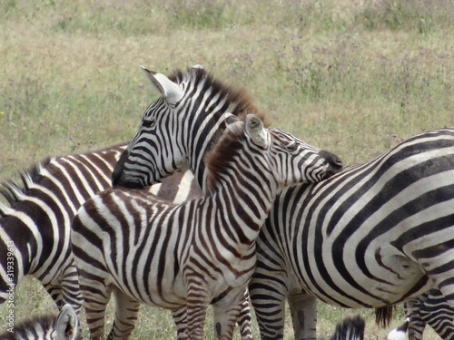 Fototapeta Naklejka Na Ścianę i Meble -  Beautiful affectionate zebras cuddling on African Savannah