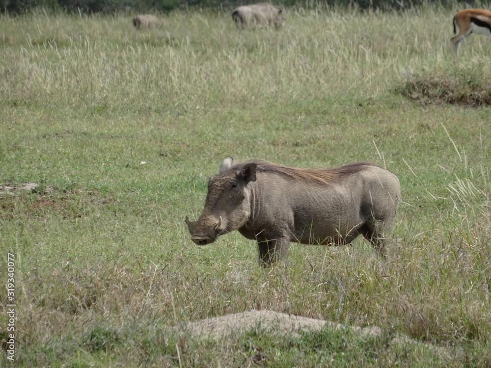 Lone warthog on African Savannah Lone warthog on African Savannah
