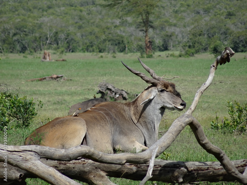 Large greater kudu horned animal resting in African Savannah Large greater kudu horned animal resting in African Savannah