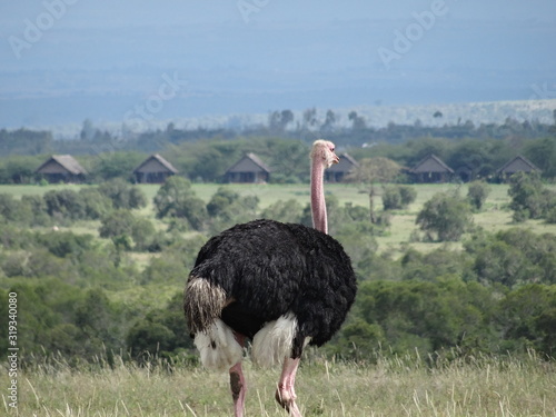 Ostrich in Africa looking away with small huts out of focus in background