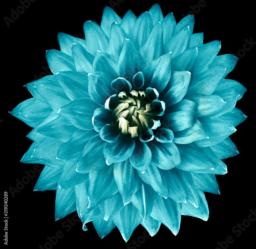 turquoise flower dahlia on the black background isolated with clipping path. Closeup. big flower for design. Dahlia.