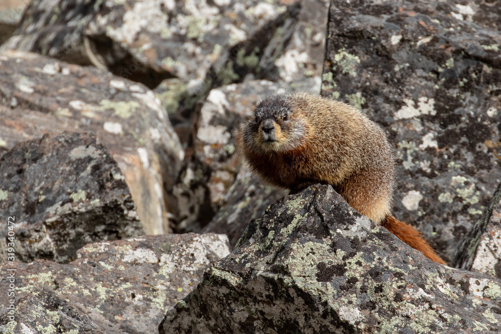 Marmot in Yellowstone Nationalpark Marmot in Yellowstone Nationalpark