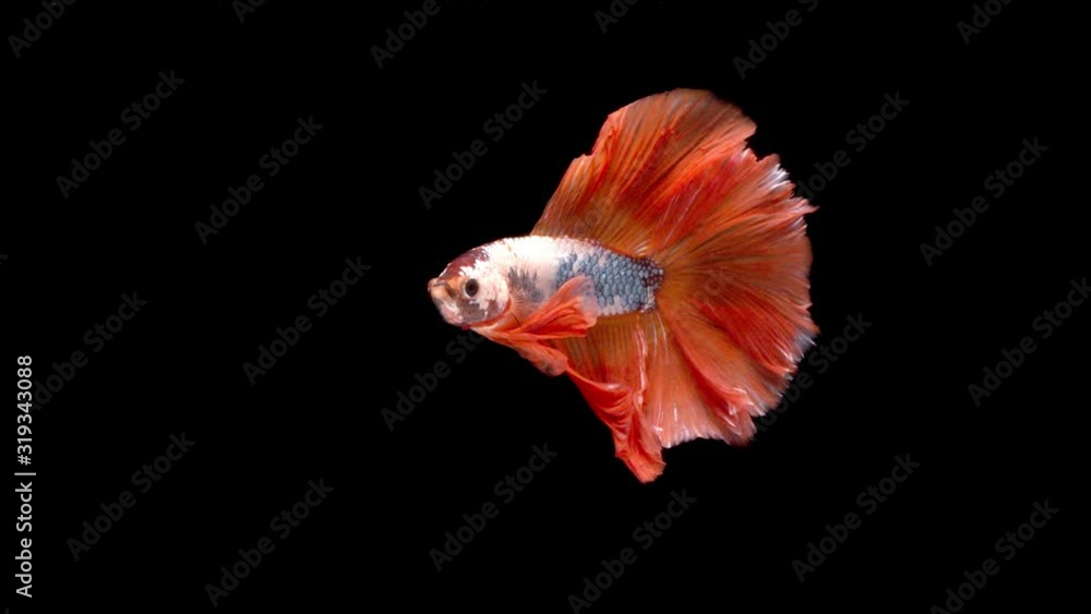 slow motion of Siamese fighting fish (Betta splendens), well known name is Plakat Thai slow motion of Siamese fighting fish (Betta splendens), well known name is Plakat Thai