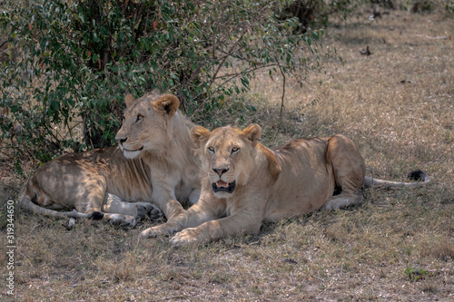 Two young male lions with their manes just starting to grow, relaxing in the shade of a tree. Image taken in the Masai Mara, Kenya. 