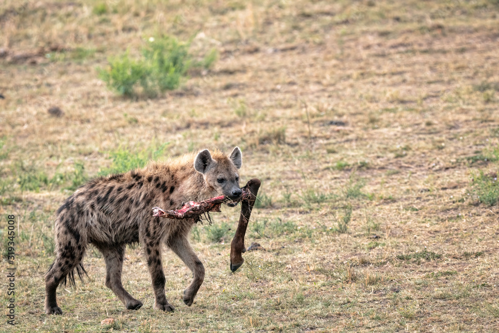 Fototapeta premium Hyena walking across the savannah with a leg bone in its mouth. Image taken in the Masai Mara, Kenya.