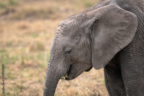 Close up of a young baby elephant eating grass.  Image taken in the Masai Mara  Kenya.