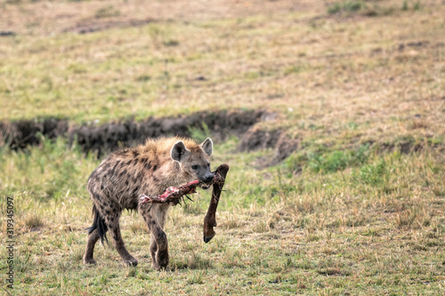 Canvas Print Hyena walking across the savannah with a leg bone in its mouth